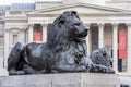 Trafalgar square lions at Nelson column with National Gallery at background, London, UK Royalty Free Stock Photo