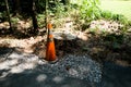 Traffic cone near a cut tree trunk