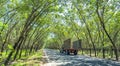 Traffic on the curve through the old rubber forest in autumn morning