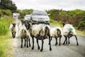Traffic jam in Ireland Royalty Free Stock Photo