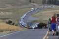 Traffic Jam in Yellowstone National Park Royalty Free Stock Photo