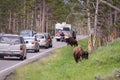 Traffic jam in yellowstone Royalty Free Stock Photo