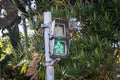 Traffic light at a pedestrian crossing on a background of green leaves Royalty Free Stock Photo