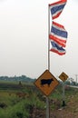 Traffic sign for beware the cow across the street with three national flag of Thailand. Royalty Free Stock Photo