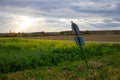 Traffic sign in a field with rapeseed in Germany, cloudy sky