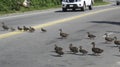 Traffic stops while ducks cross a major street in Nantucket Massachusetts