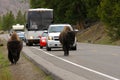 Traffic in Yellowstone National Park