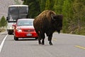 Traffic in Yellowstone National Park