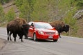 Traffic in Yellowstone National Park