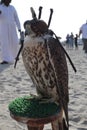 Falcon in the desert of Qatar Royalty Free Stock Photo