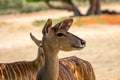 Tragelaphus angasii , antelope close up. Royalty Free Stock Photo