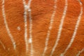 Tragelaphus angasii, Lowland nyala, close-up detail of fur coat, Art view on African nature. Wildlife in South Africa. Brown fur w