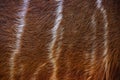 Tragelaphus angasii, Lowland nyala, close-up detail of fur coat, Art view on African nature. Wildlife in South Africa. Brown fur
