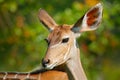 Tragelaphus angasii, Lowland nyala, close-up head detail. Art view on African nature. Wildlife in South Africa. Brown fur with whi