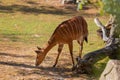 Tragelaphus angasii, lowland nyala - grazing on grass