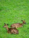 Tragelaphus angasii lying on green Royalty Free Stock Photo