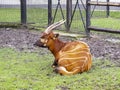 Tragelaphus eurycerus in the zoo, antelope Bongo Royalty Free Stock Photo