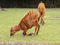 Tragelaphus eurycerus in the zoo, antelope Bongo Royalty Free Stock Photo