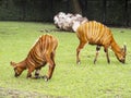 Tragelaphus eurycerus in the zoo, antelope Bongo Royalty Free Stock Photo