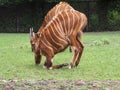 Tragelaphus eurycerus in the zoo, antelope Bongo Royalty Free Stock Photo