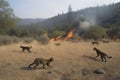 Tragic scene of wildlife fleeing from a raging wildfire. Generative AI