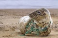 Tragic Seal Caught in Net Royalty Free Stock Photo