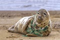 Tragic Seal Caught in Net Royalty Free Stock Photo