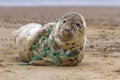 Tragic Seal Caught in Net Royalty Free Stock Photo