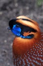 Tragopan Royalty Free Stock Photo