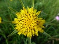 Yellow goatsbeard flower