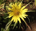 Tragopogon dubius is also known as Yellow Salsify and Yellow Goat`s Beard. Tragopogon dubius flower known as western Royalty Free Stock Photo