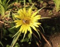 Tragopogon dubius is also known as Yellow Salsify and Yellow Goat`s Beard. Tragopogon dubius flower known as western Royalty Free Stock Photo