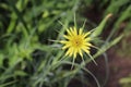 Tragopogon dubius is also known as Yellow Salsify and Yellow Goat's Beard. Tragopogon dubius flower known as Royalty Free Stock Photo