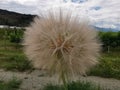 Tragopogon dubius