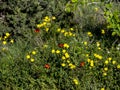 `Tragopogon dubius` and common poppy. Royalty Free Stock Photo