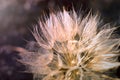 Tragopogon dubius. Giant dandelion close-up. Beautiful air flower. Selective focus Royalty Free Stock Photo