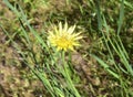 Tragopogon dubius known as western salsify, western goat`s-beard, wild oysterplant, goatsbeard, common salsify Royalty Free Stock Photo