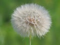 Tragopogon dubius large seedhead. Is known as western salsify, western goat`s-beard or wild oysterplant. Royalty Free Stock Photo