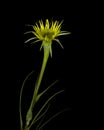 Tragopogon dubius plant Royalty Free Stock Photo