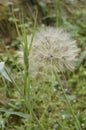 Tragopogon dubius - salsify great