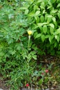 Tragopogon dubius is a species of salsify. Berlin, Germany Royalty Free Stock Photo