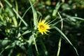 Tragopogon dubius western goat \'s-beard, wild oysterplant,