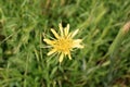 Tragopogon dubius western goat`s-beard, wild oysterplant, yellow goat`s beard, goat`s beard, goatsbeard,is the origin a Royalty Free Stock Photo