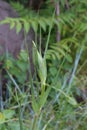 Tragopogon dubius - Wild plant shot in the spring Royalty Free Stock Photo