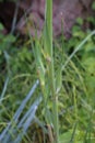 Tragopogon dubius - Wild plant shot in the spring Royalty Free Stock Photo