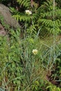 Tragopogon dubius - Wild plant shot in the spring Royalty Free Stock Photo