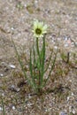 Tragopogon dubius - Wild plant shot in the spring Royalty Free Stock Photo