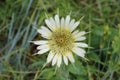 Tragopogon dubius - Wild plant shot in the spring Royalty Free Stock Photo