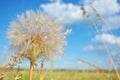 Tragopogon dubius flower, sky and grass background Royalty Free Stock Photo