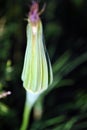 Tragopogon dubius flower faded buds, dark grass background